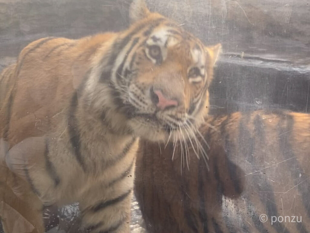 旭山動物園トラ