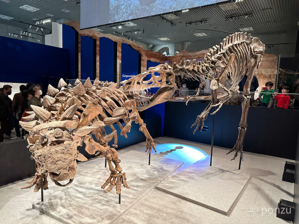 ズール、ゴルゴサウルス化石