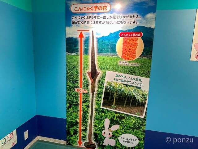 こんにゃくパネル